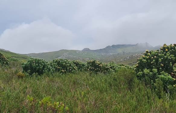 Leucospermum conocarpodendron